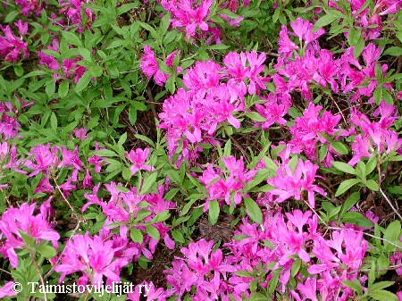 Rhododendron x fraseri